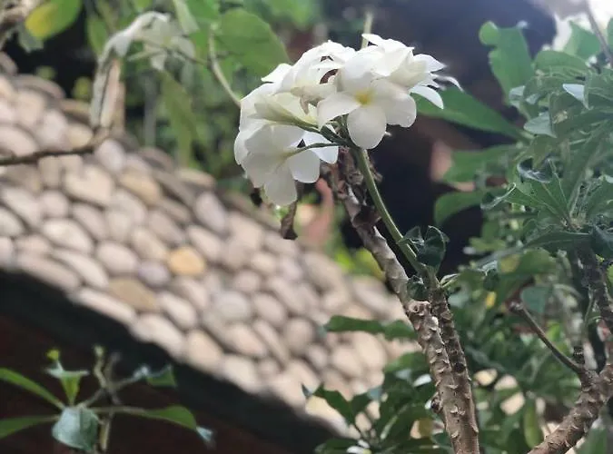 Pensión Melati Bali 2